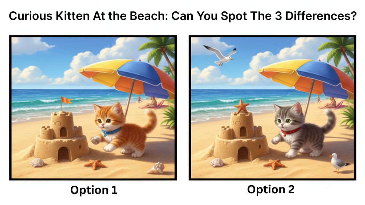 Curious Kittens at the Beach: Can You Spot the 3 Hidden Differences?